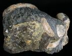 Two Hoploscaphites Ammonites In Matrix - South Dakota #6127-4